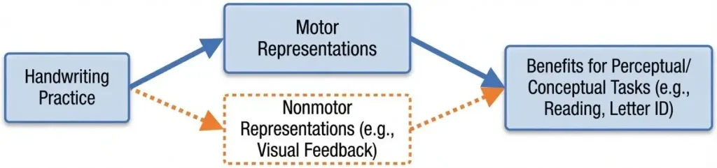 Flowchart diagram showing how handwriting practice connects motor and nonmotor representations to improve reading and letter identification.