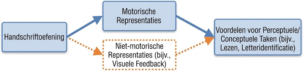 Stroomdiagram dat laat zien hoe handschriftoefening motorische en niet-motorische representaties verbindt om het lezen en de letteridentificatie te verbeteren.